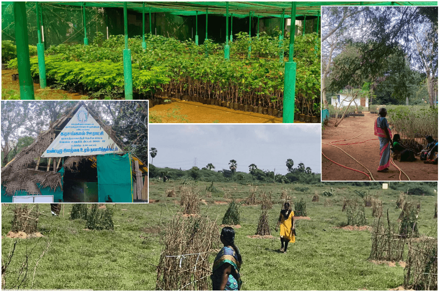 How Tamil Nadu’s Block Nurseries Are Turning Common Land into Working Assets