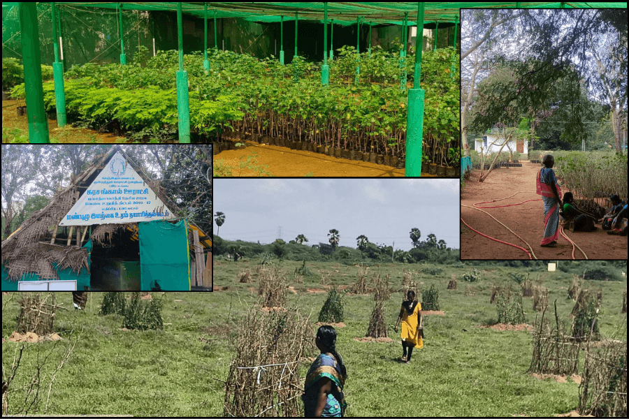 How Tamil Nadu’s Block Nurseries Are Turning Common Land into Working Assets